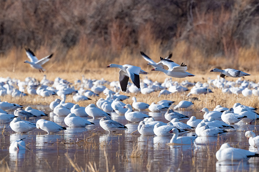 Snow geese flock flying, some resting on peaceful lake in New Mexico in southwestern USA.