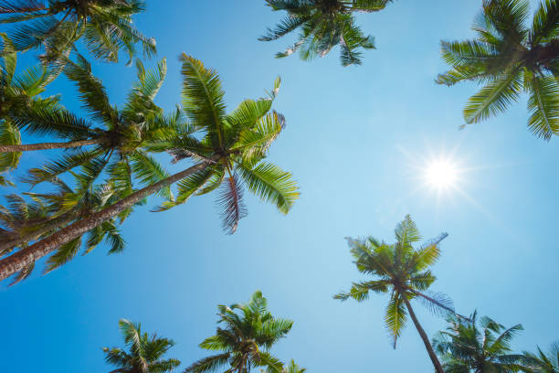 istock Coconut palm trees with clear blue sky and shining sun 1443611255