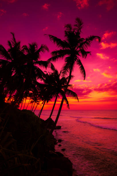 istock Vivid purple sunset on tropical coast with coconut palm trees 1443611304