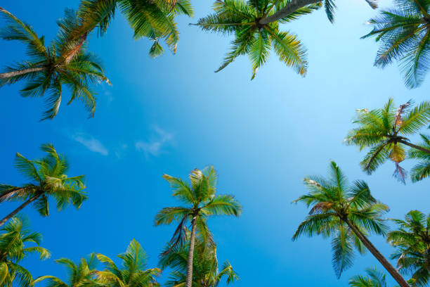 istock Tropical coconut palm trees frame with clear blue sky as copy space 1443611371