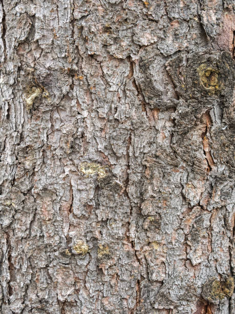 istock Bark texture and background of a old fir tree trunk. Detailed bark texture. 1443616755