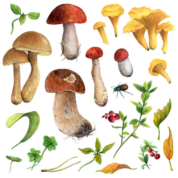 Watercolor set of edible forest mushrooms, porcini, chanterelles, boletus as well as lingonberries and leaves. Watercolor set of edible forest mushrooms, porcini, chanterelles, boletus as well as lingonberries and leaves. Drawing for cards, stickers, scrapbooking, posters, prints, menus, restaurants sketch restaurant stock illustrations