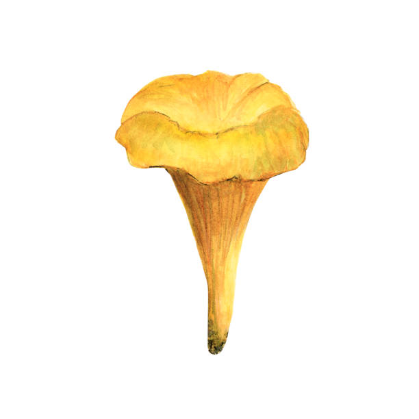 watercolor illustration of mushrooms. Chanterelles bright orange Watercolor mushrooms - orange chanterelles will help to create beautiful illustrations. Mushroom edible on a white background. Drawing for cards, stickers, scrapbooking, posters, prints, menus, restaurants sketch restaurant stock illustrations