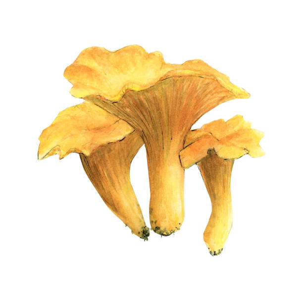 watercolor illustration of mushrooms. Chanterelles bright orange Watercolor mushrooms - orange chanterelles will help to create beautiful illustrations. Mushroom edible on a white background. Drawing for cards, stickers, scrapbooking, posters, prints, menus, restaurants sketch restaurant stock illustrations