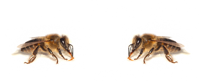 Bees isolated on white background. Honeybee close-up