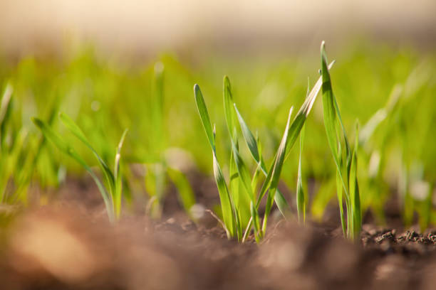 junge grüne blätter von gekeimtem weizenkorn oder gerste auf einem landwirtschaftlichen feld. - barley grass seedling green stock-fotos und bilder