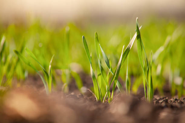 folhas verdes jovens de grãos germinados de trigo ou cevada em um campo agrícola. - barley grass seedling green - fotografias e filmes do acervo