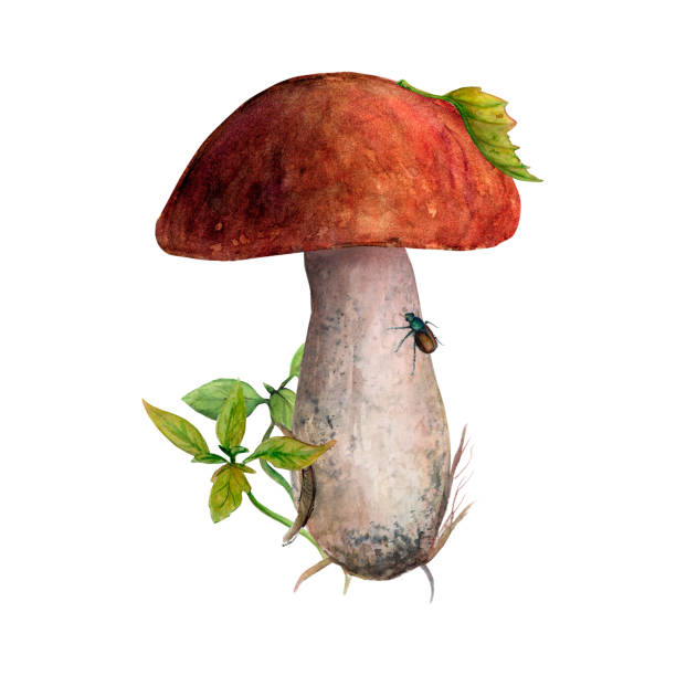 Watercolor illustration of boletus mushroom with litters and red cap. Watercolor illustration of boletus mushroom with litters and red cap. Edible mushroom on a white background. Drawing for cards, stickers, scrapbooking, posters, prints, menus, restaurants sketch restaurant stock illustrations