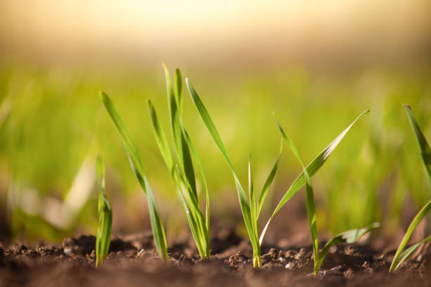 brotes de cebada o trigo joven que acaban de bropar en el suelo, amanece sobre un campo con cultivos. - barley grass crop field fotografías e imágenes de stock