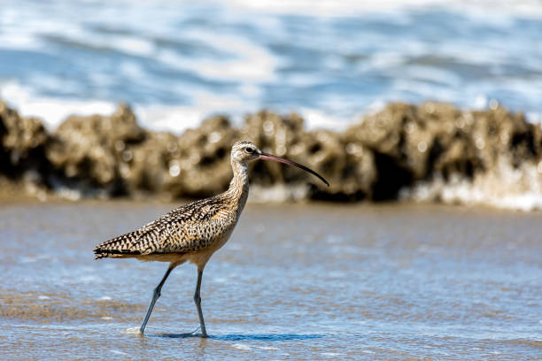 Curlew in the surf A long billed curlew walking in the ocean surf on the beach numenius americanus stock pictures, royalty-free photos & images