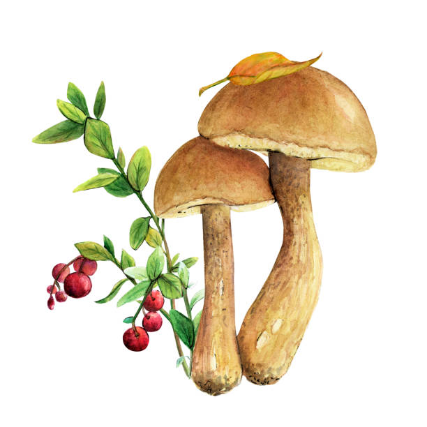 Watercolor illustration of a mushroom - a boletus with litters and a brown cap. Watercolor illustration of a mushroom - a boletus with litters and a brown cap. Mushroom edible on a white background. Drawing for cards, stickers, scrapbooking, posters, prints, menus, restaurants sketch restaurant stock illustrations