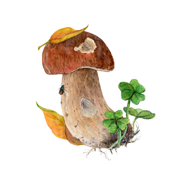 Watercolor drawing White mushroom in its natural environment Watercolor White edible mushroom in a natural environment is isolated on white paper, for printing on postcards, stickers sketch restaurant stock illustrations