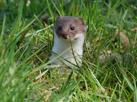 a least weasel is checking the surroundings