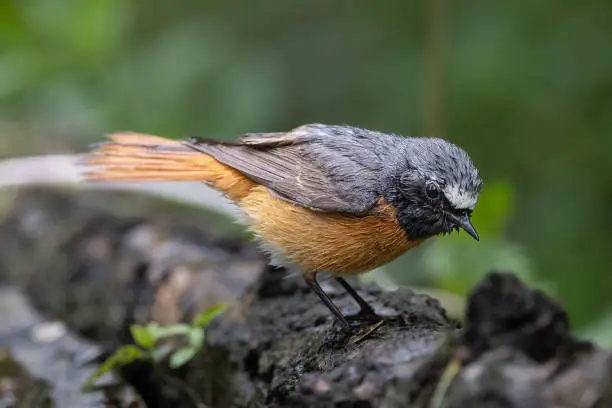 Redstart with wet feathers after a bath