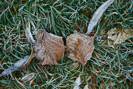 frost on the bushes, on the autumn fallen leaves and grass