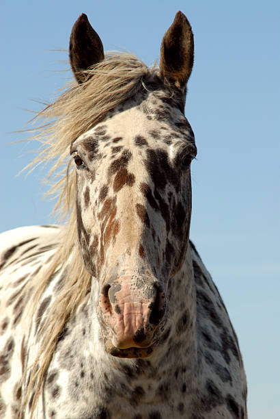 istock appaloosa portrait 144362466