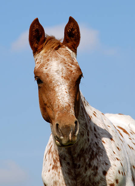 istock appaloosa foal portrait 144362501