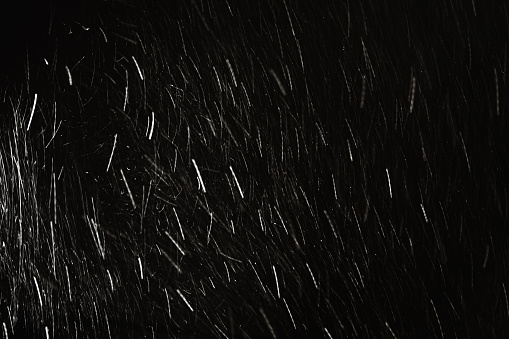 Falling snow on black background. Snowflake. Winter weather. Climate. Storm