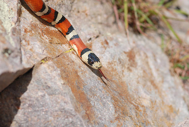 istock Arizona Mountain Kingsnake 144362718