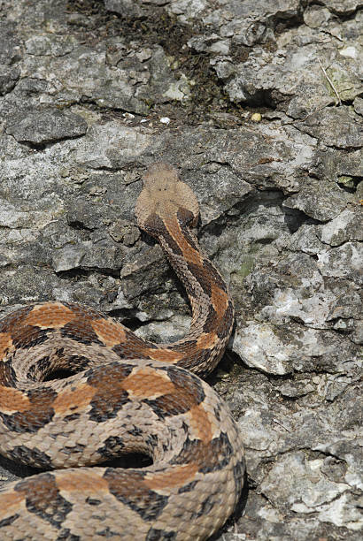 材木ラトルスネーク - timber rattlesnake ストックフォトと画像