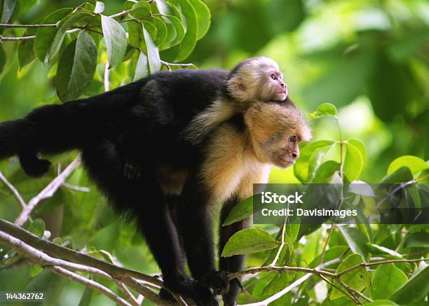 Photo libre de droit de Bébé Singe banque d'images et plus d'images libres de droit de Animaux à l'état sauvage - Animaux à l'état sauvage, Costa Rica, Faune