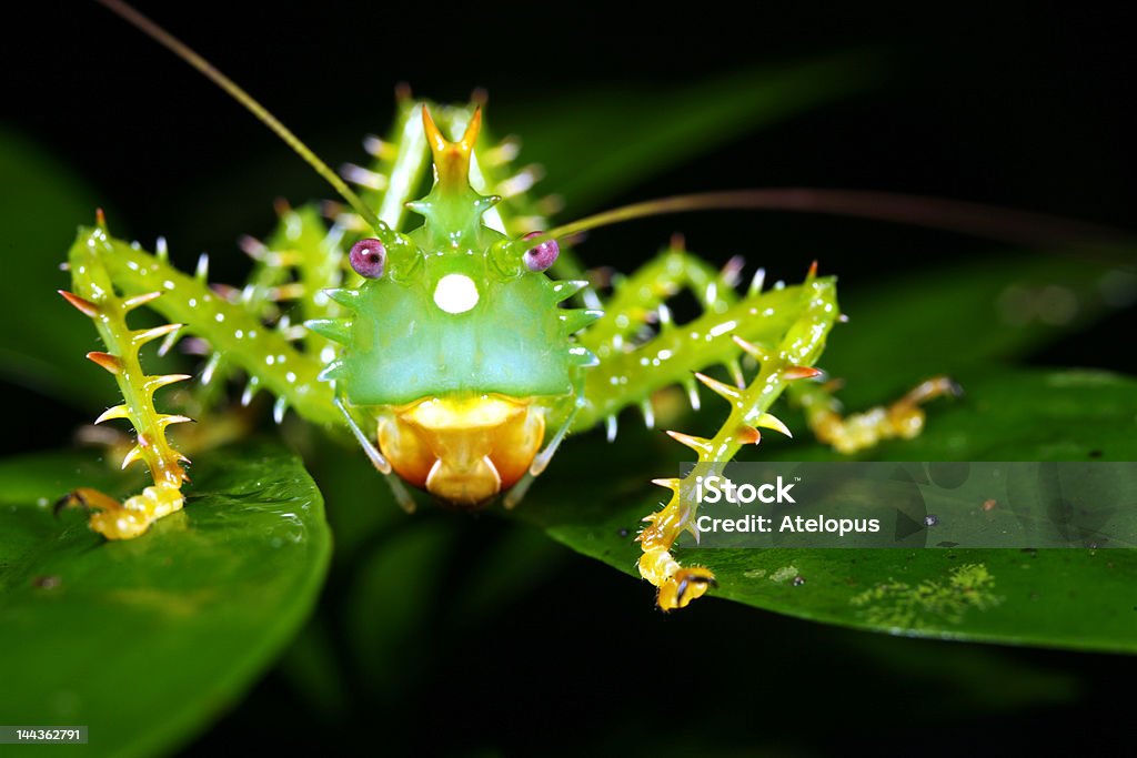 Spiny bush cricket (Panacanthus cuspidatus) Photographed in the Ecuadorian Amazon Insect Stock Photo
