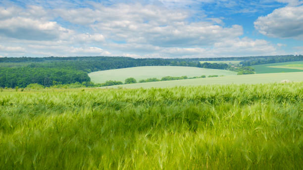 istock Green wheat field and blue sky. Wide photo. 1443628048