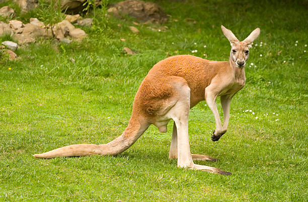 Red Kangaroo Red Kangaroo, Macropus rufus red kangaroo stock pictures, royalty-free photos & images