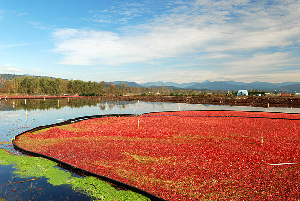 istock cranberry bog in harvesting season 144362925