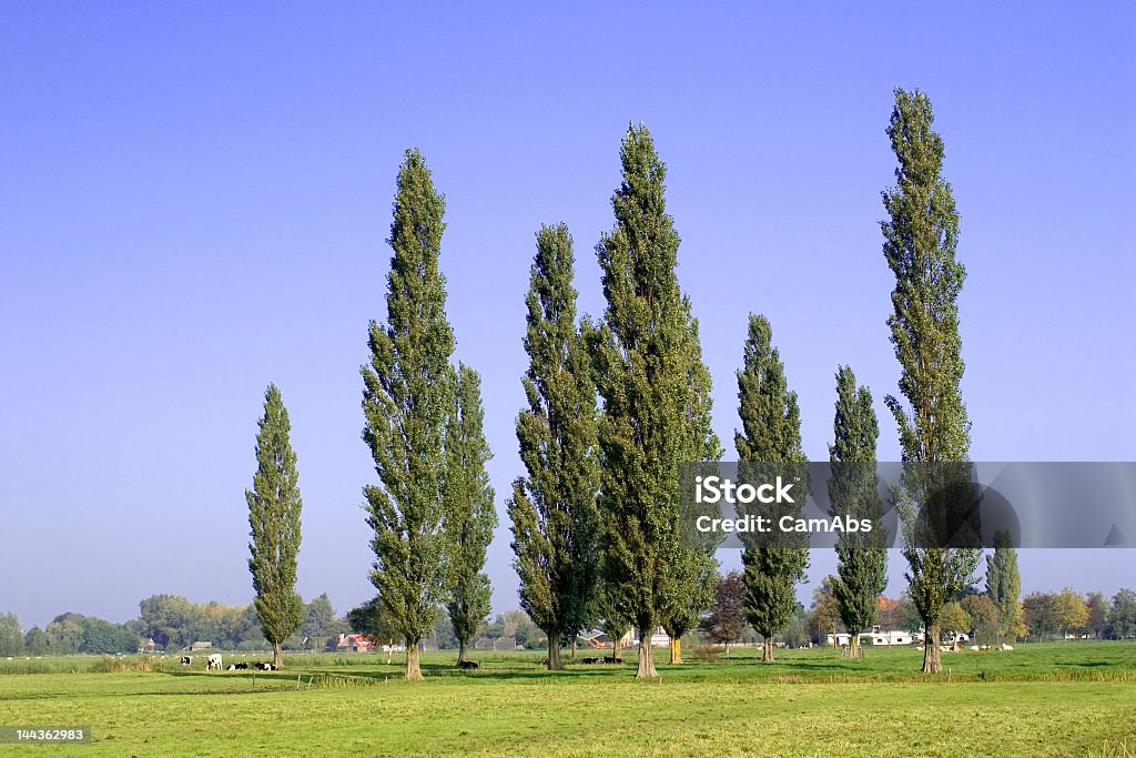 Poplars - Foto de stock de Aire libre libre de derechos