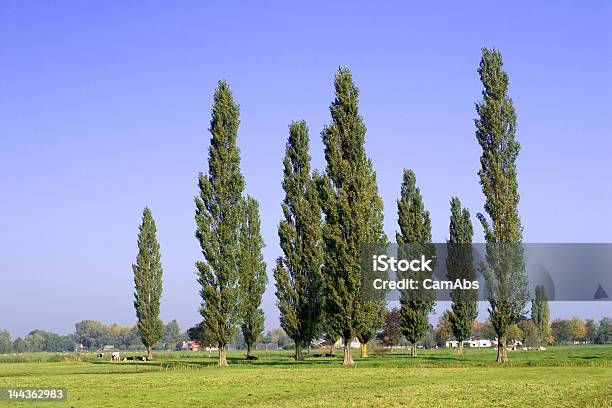 Poplars Foto de stock y más banco de imágenes de Aire libre - Aire libre, Ajardinado, Alto - Descripción física