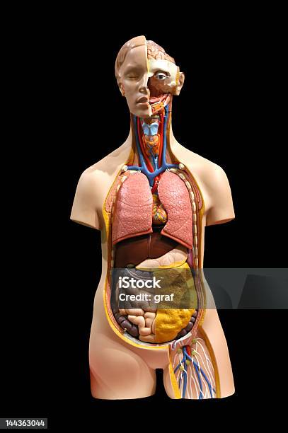 Model Stock Photo - Download Image Now - Abdomen, Adult, Anatomy