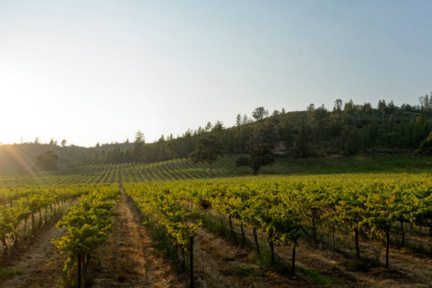 istock Late Evening California Vineyards 1443630876