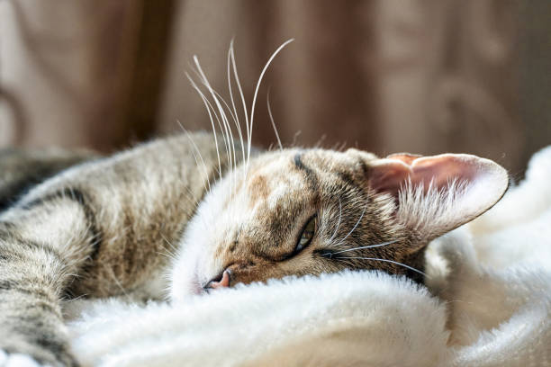 istock The tabby cute cat rest on a white fluffy bedspread. 1443630879