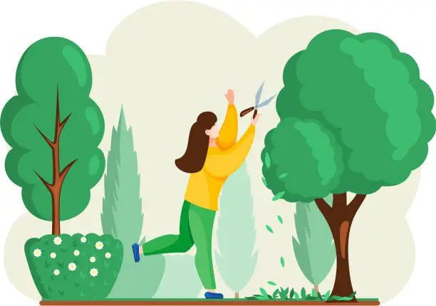 Vector illustration of Gardener works in garden woman with scissors cuts big green tree and shrub, takes care of plants