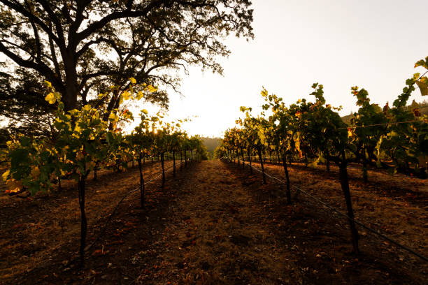 istock Late Evening California Vineyards 1443631250