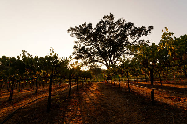 istock Late Evening California Vineyards 1443631420