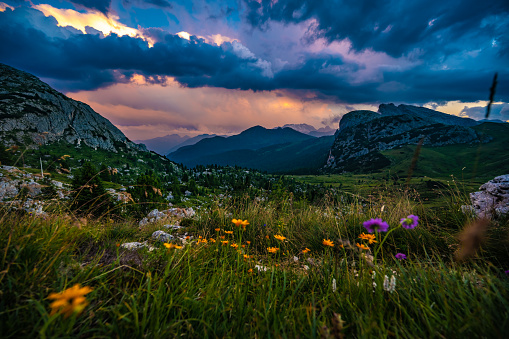 Description: Beautiful flowers in the mountain landscape of Rifugio Passo Valparola at thundery sunset. Falzarego pass, Dolomites, South Tirol, Italy, Europe.