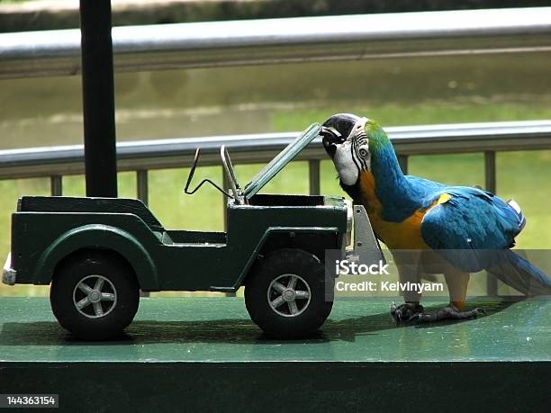 Photo libre de droit de Ara Bleu Spectacle Au Spectacle Danimal banque d'images et plus d'images libres de droit de Perroquet - Perroquet, Voiture, 4x4