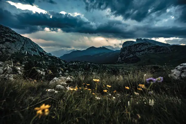 Description: Beautiful flowers in the mountain landscape of Rifugio Passo Valparola at thundery sunset. Falzarego pass, Dolomites, South Tirol, Italy, Europe.