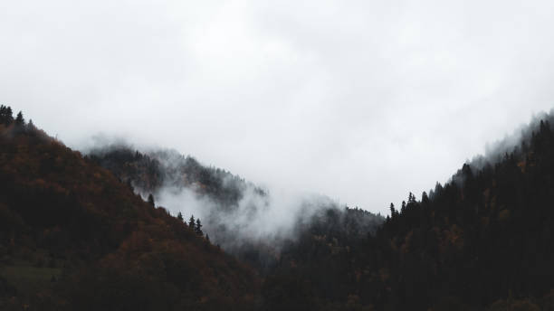 istock Foggy autumn forest in Georgia 1443632358