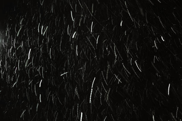 istock Falling snow on black background. Snowflake. Winter weather. Climate. Storm 1443632550