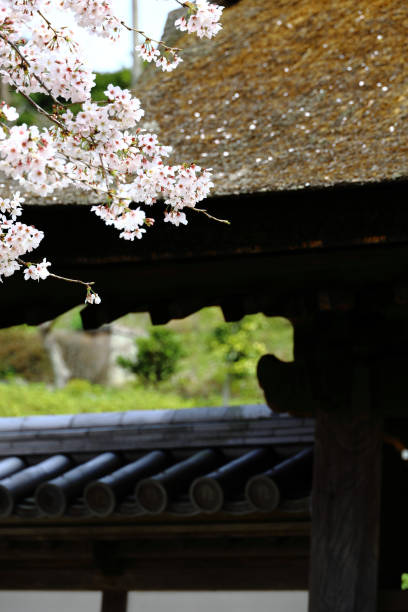 istock Scenery of Kamakura, Japan Cherry blossoms in Kamakura 1443632630