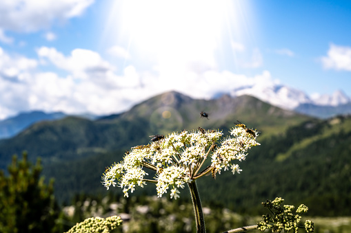 Description: Insects feed nektar on white flower in the morning with Marmolada group in the background. Falzarego pass, Dolomites, South Tirol, Italy, Europe.