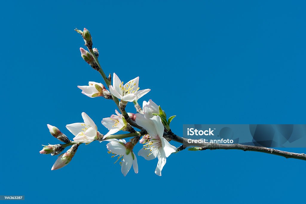 Almond Tree in Blossom Almond blossom set against a blue sky in Southern Spain, Prunus Dulcis Almond Stock Photo