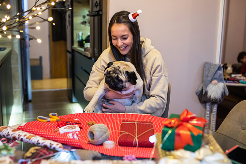 A cute pug is helping his owner wrap Christmas presents