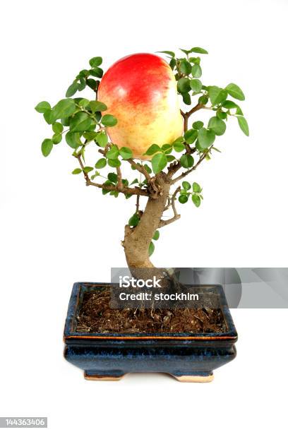 Big Apple From Small Tree Stock Photo - Download Image Now - Apple - Fruit, Apple Tree, Art