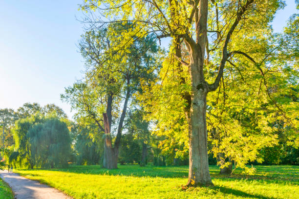 istock Green park with green trees at sunset 1443635133