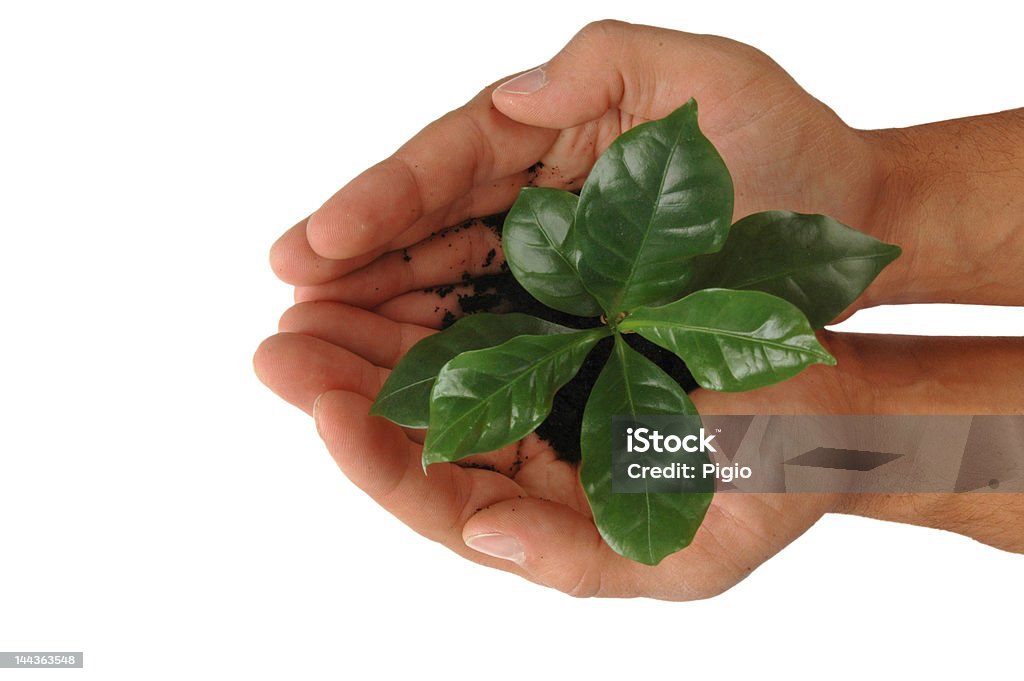 Mani con pianta di caffè - Foto de stock de Aberto royalty-free