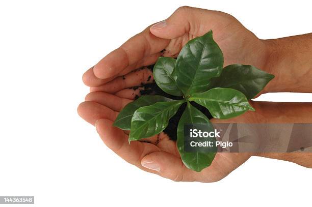 Foto de Mani Con Pianta Di Caffè e mais fotos de stock de Aberto - Aberto, Brasil, Café Latte